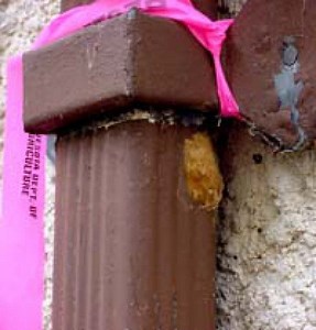 Spotting Gypsy Moth Egg Masses