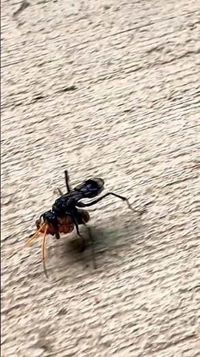 Spider Killer: Black Wasp #wasp #spider #hunt