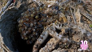 How Does a Wolf Spider Carry Her Babies?