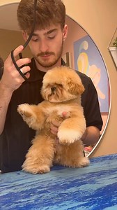 240K views · 5.6K reactions | The famous nugget . #doggrooming #dogs #matteddog #dogvideos #puppy #dogs #dogsbylogan #aussiedoodle #funnydogs #fyp #reels #viral | Dogsbylogan | Facebook