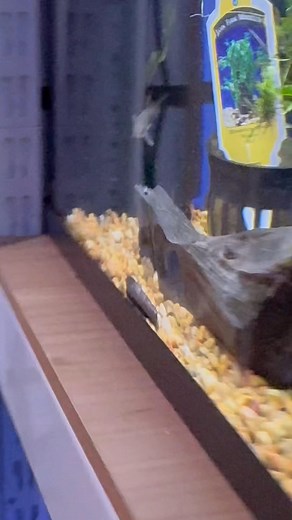 The Fish Factory on Reels