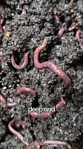 European Nightcrawlers 🪱💪 Looking for a worm that does it ALL?