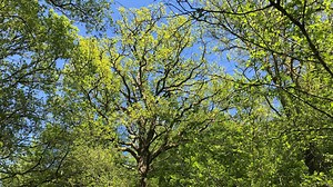 Bientôt une forêt sanctuaire au Domaine de Chevetogne ? - RTBF Actus