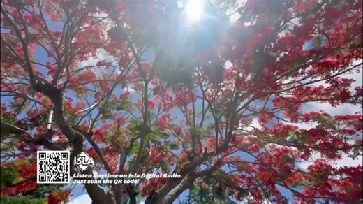 1.1K views · 21 reactions | YOUR WORLD AT HOME Take a look at this fiery flame tree on Saipan as they brighten up the entire island this summer. Catch more scenic views showing the beauty of Guam and CNMI each night on KUAM News Primetime. #guam #cnmi #paradise #kuamnews #scenic #view #pacific | KUAM News | Facebook