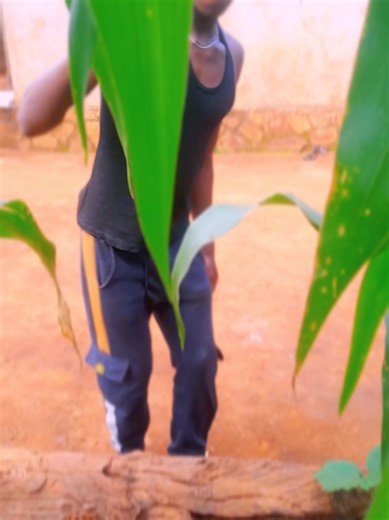 Master d mtv official (@masterdwekumtv)’s videos with original sound - Master d mtv official