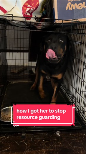 How I Prevented Resource Guarding and Food Aggression in My Dog
