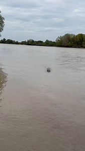 163K views · 31K reactions | “He’s a big boy aye” This is what around 800kg of Saltwater Crocodile looks like. Such an epic and impressive native apex predator, we’re incredibly lucky to have them in Northern Australia. | Wildman Adventures | Facebook