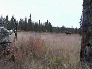 Archery Moose Hunting -- High Resolution
