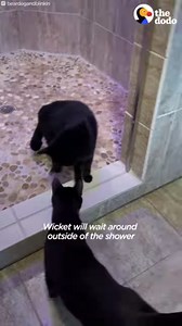 30M views · 580K reactions | Blind cat demands a shower every day — and his seeing-eye kitten helps him dry off ❤️ | The Dodo | Facebook
