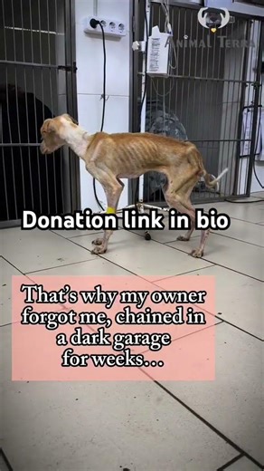 We know everyone is not in the position to donate, please share #dogrescue #straydog #streetdog