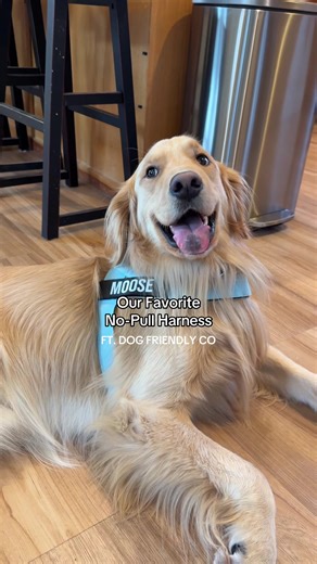 Best No-Pull Dog Harness for Stress-Free Walks