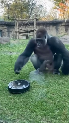 Common on Instagram: "Roomba prank with gorilla goes horribly wrong Roomba prank at gorilla exhibit—gorilla slams it and CRACKS glass (gone wrong) Zoo. Gorilla exhibit. Someone let ROOMBA into gorilla enclosure as PRANK. How they did it? Unclear. But there's ROOMBA in there with massive SILVERBACK. Gorilla SEES it. Watches it ROLLING around. Curious at first. Approaches SLOWLY. Investigating strange moving object. Then gorilla PICKS IT UP. Massive hands examining Roomba. Turning it OVER. Then go
