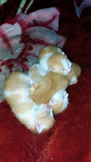 Saved 4 Newborn Kittens From Dying 😢🐾 #shorts