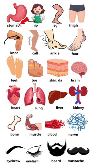 Body #anhngumsvan #vocabulary #body #learnontiktok #hoctienganh | vocabulary in english