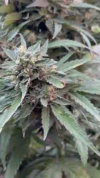 cannabis strain white widow. #cannabisdaily #cannabiseducation #nature #growingplants #outdoorgrow