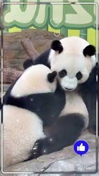 Panda muita fofura no seu dia a dia #panda #cute