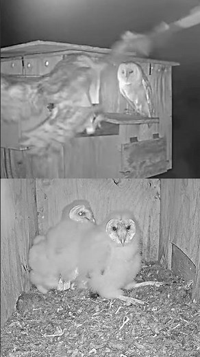 Owlets Get a Check-Up 💛 | Seen Live on Camera
