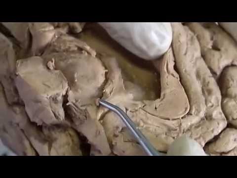 Hippocampal Limbic Connections Functions - Sanjoy Sanyal