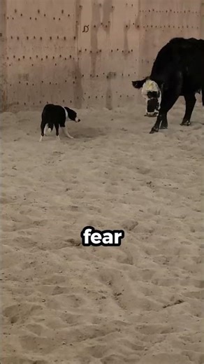 This Dog Controls Sheep With Just a Stare 👀