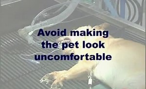 Digital Photography For Veterinary Practice, Part 2