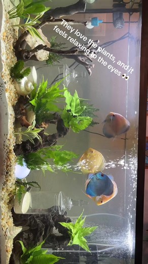 Discus tip #3 Bubble the blue discus was showing signs of aggression, so by resetting their environment, I have given her the distraction to focus on her new environment, rather than focus on he beloved bubbles. In short, change their environment if you want to minimize aggression. #discus #fish #plants #ferns #bubbles #peces #aquario #pecera #fishtank #tip #tips #fyp #fy #mascotas #zacatecas #peace #peaceful #therapy #therapytiktok #plantas #helechos @TopFin