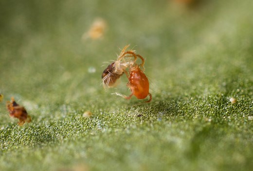 Spidex Vital | Spider Mite Control | Predatory Mites (Phytoseiulus persimilis)