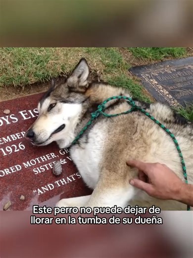 Despedida de perros: Momentos Adorables y Emocionantes