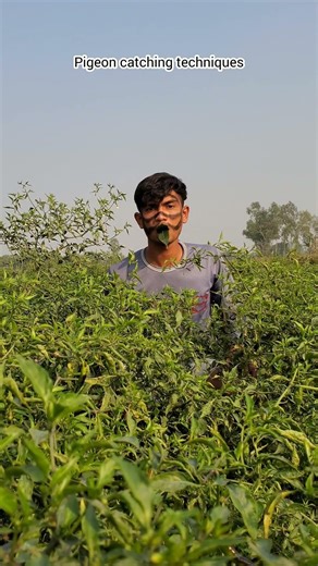 Pigeon catching techniques #shorts #trap #birds