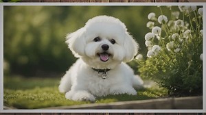 Disadvantages Of A Bichon Frise: What You Need To Know 2023 - Dog Fluffy