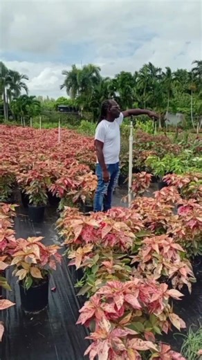 #dancehall #jamaica #reggae #vybzkartel #alkaline #newmusic #jamaican #dubplate #soundsystem #uk