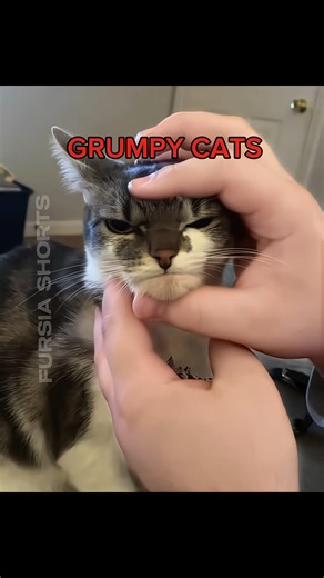 grumpy cats are different breed😾