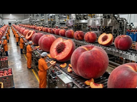 Inside A Modern Peach Jam Processing Plant From Farm To Canned Peaches The Whole Pocess