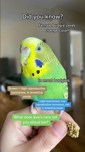female budgie parakeet ceres/nostrils change color!