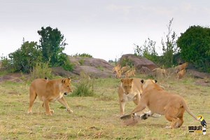 16M views · 323K reactions | Lioness vs Rock Python fight - हिन्दी डॉक्यूमेंट्री #animals #wildanimals #fight #wildlifetelecast | Wildlife Telecast | Facebook