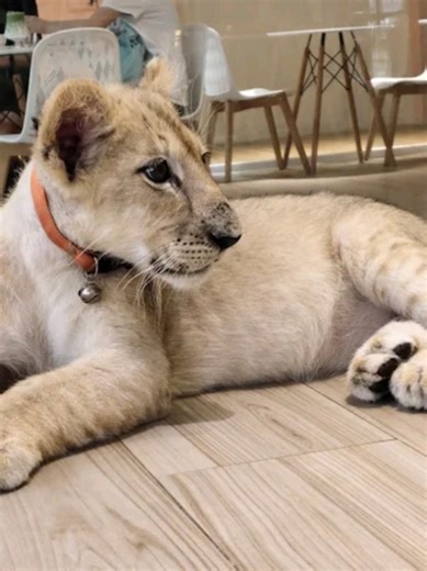 Lion World Café Thailand: Animal Cruelty Confirmed by WFFT