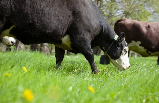 Could the future of cattle fencing be done through your phone?