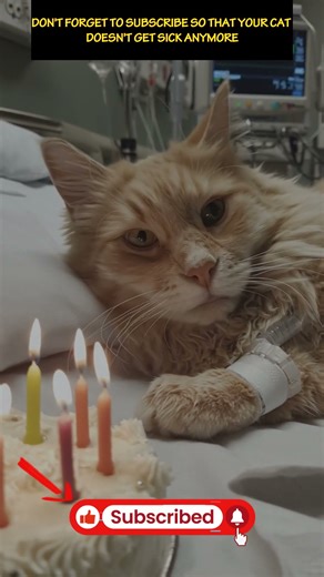 Vomiting in Cats When to Worry #catlife #catsymptoms #petcare #rescueefforts #sadcat #cat