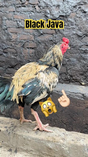 “Black Java Chicken | Amazing Rooster Highlights & Tips!”#birds #trending #murga #raremurga #murga