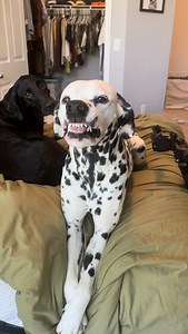 30K views · 3.2K reactions | Grey reporting for duty 﫡 #dogsofinstagram #dogoftheday #dalmatian | greythedalmatian_ | Facebook