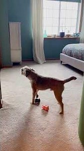 Puppy plays 2 toy instruments while singing! Bet you've never seen this before! #cute #dog #funny