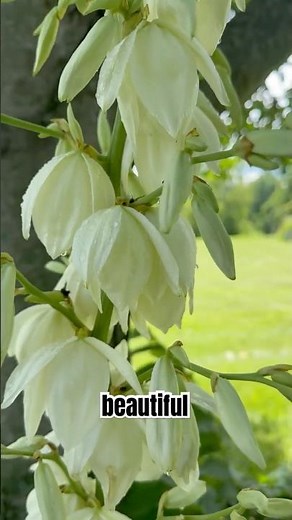 Yucca Plants Blooming