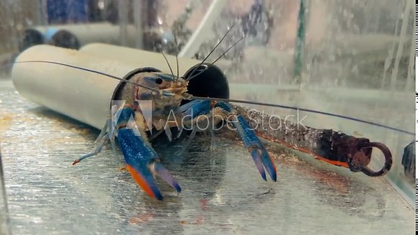 Growing of crayfish. Australian blue crayfish - cherax quadricarinatus in aquarium