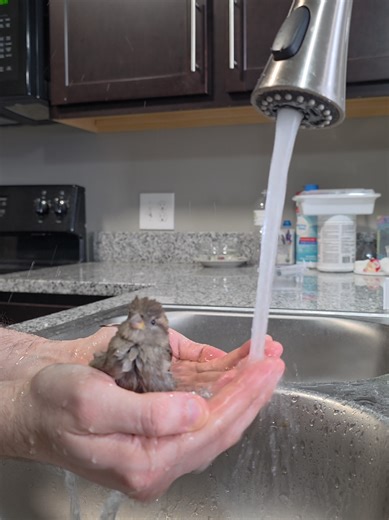 #fyp #bird #pet #cutebirds#sparrow | Bird Bath