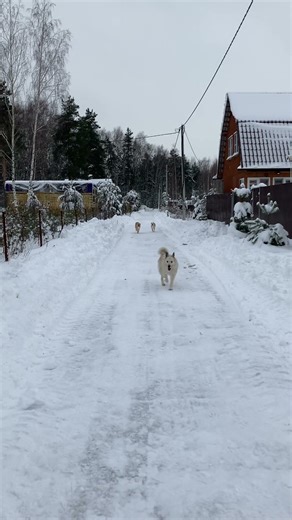 #dachastories #winter #dachadiary #snow #dayinthecountry #dachaintheMoscowregion #walk #snow