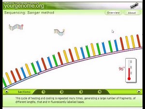 Sanger sequencing animation