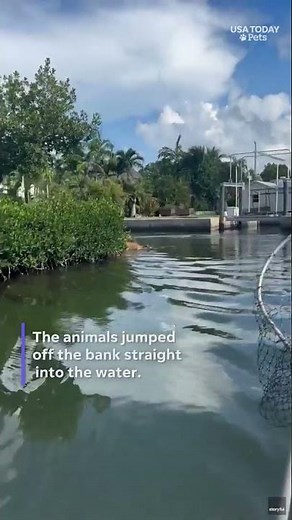 Endangered Key deer take a refreshing swim in Florida Keys canal, see the video #Shorts