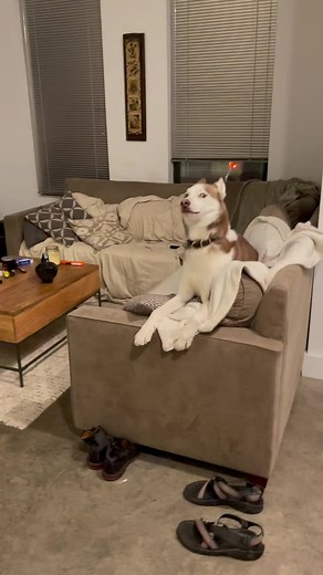 WHERE’ GROVER?? #redgroverredgrover #dogsoftiktok #huskylovers #huskylife #dogdaddy #dogdadsoftiktok #fyp #fup #viral @redgroverredgrover