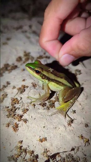 Catch Funny Frog Funniest Moments in the World | For Fun Frogs Boing Beep | Collection of funny