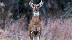 '12 million pounds of venison' harvested statewide by end of Ohio's muzzleloader season