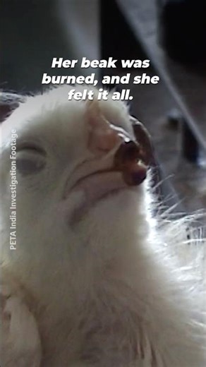 At just one to ten days old, THIS is done to chicks for "cage-free" eggs